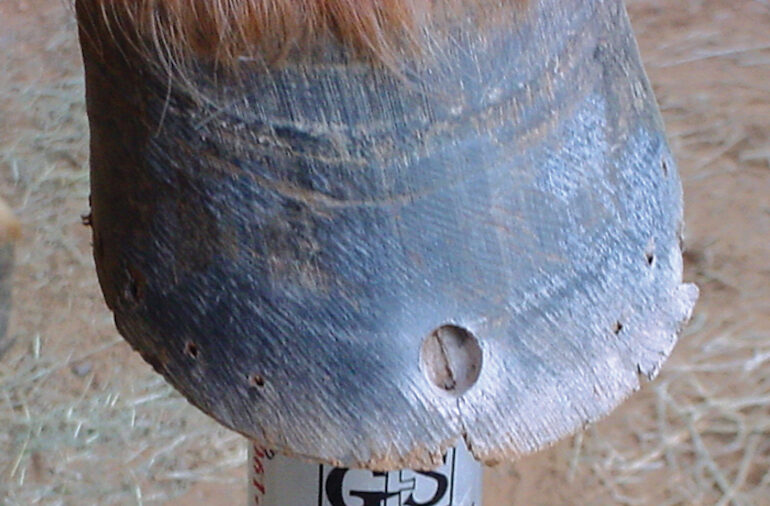 horse hoof with white line disease