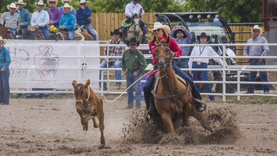 Jordan Jo Fabrizio ropes in the 123rd Cheyenne Frontier Days breakaway riding Melissa and Billy Morrow’s 11-year-old gelding CD Bing (CD Olena x Bingo Legacy x Bingo Hickory), winning the inaugural CFD breakaway roping with a 4.18. Photo by Kailey Sullins