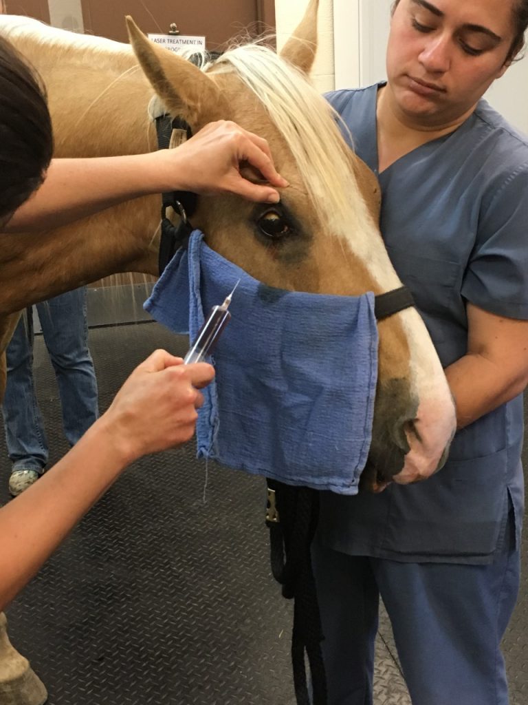 horse getting eye injected