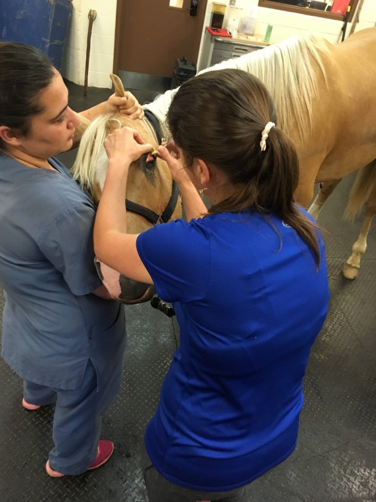 horse getting eye injected
