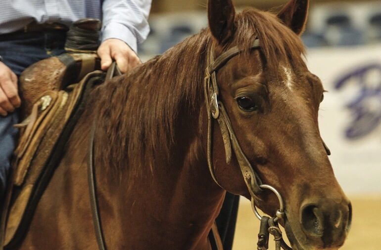 Horse with split reins and a snaffle bit, best for this softening drill