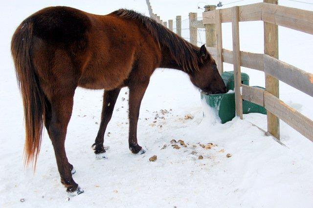 horse drinking from waterer