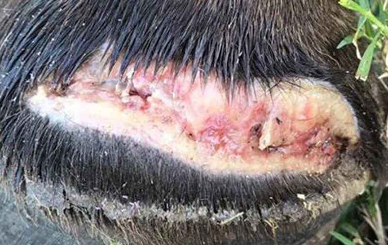 over reach injuries on horse's foot