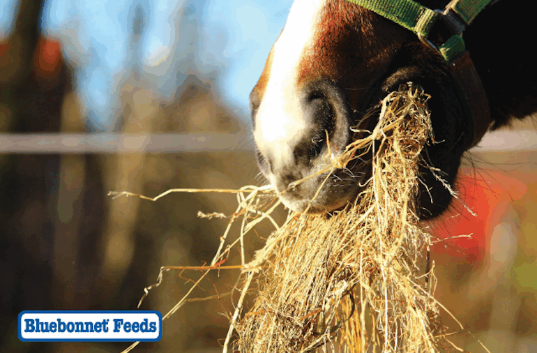 a hard keeper horse muzzle eating hay