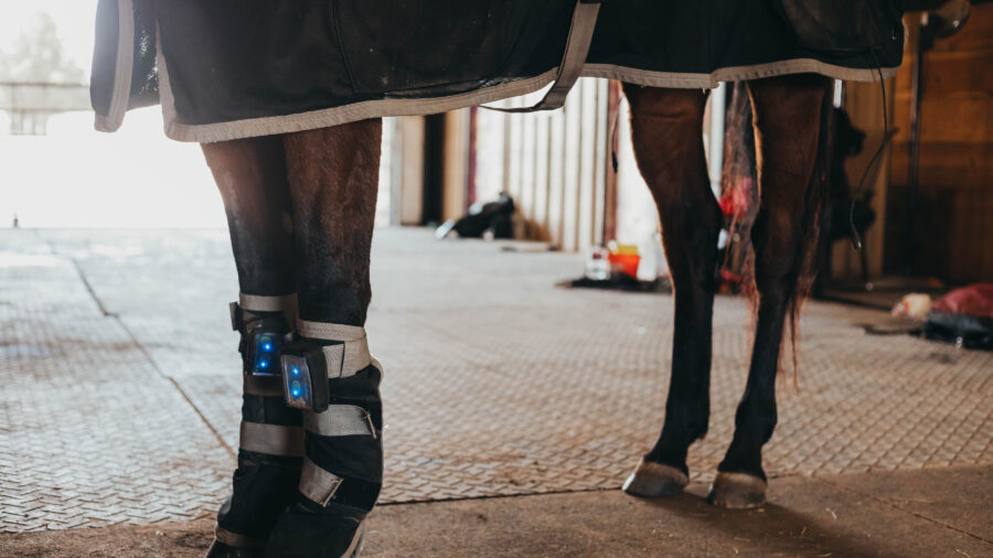 horse using equine rehab therapy on legs