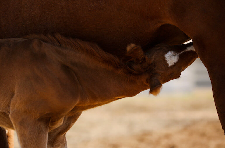 foal nursing from mare