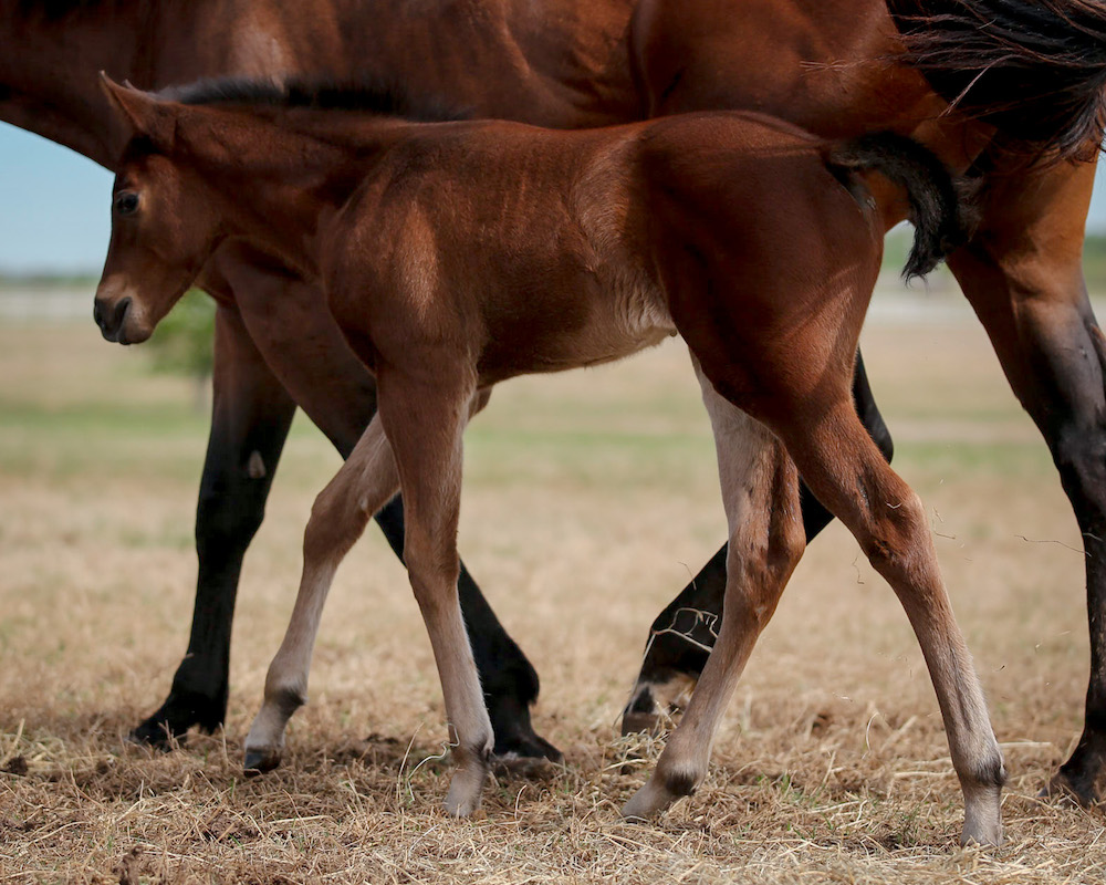 healthy foal walking next to mare based on meeting the nutritional needs for mares