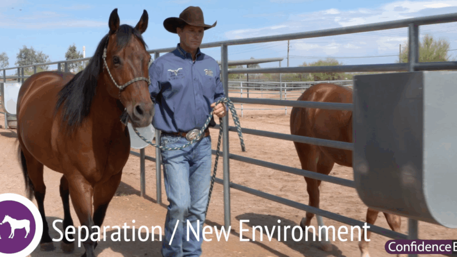 Separation anxiety in horses
