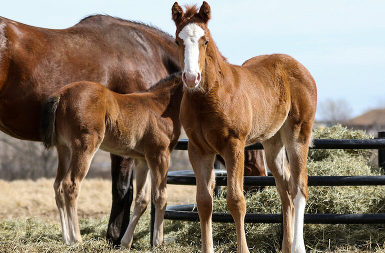 foal standing by alfalfa hay
