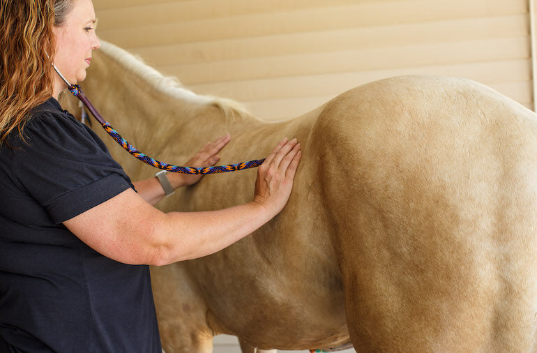 veterinarian checking horse's gut sounds