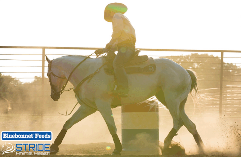 barrel horse rounding barrel