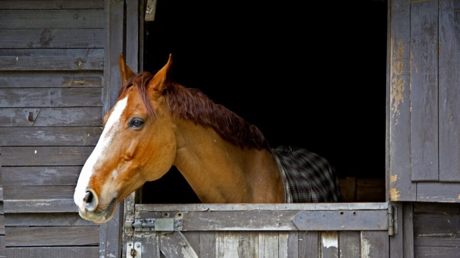 horse standing in stalls