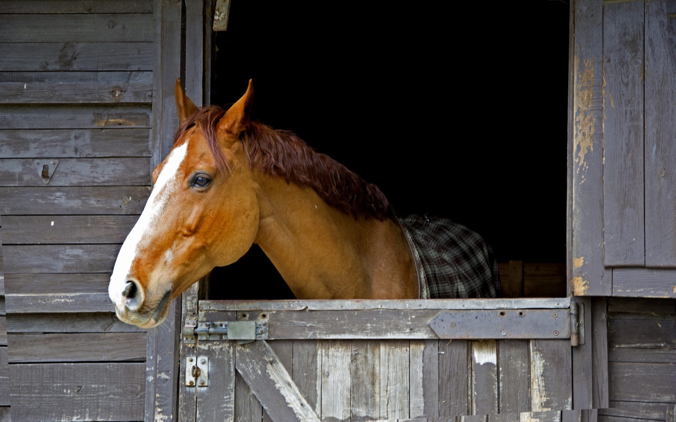 horse standing in stalls