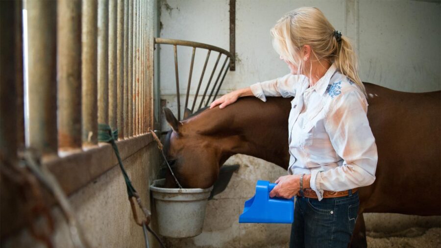 lady feeding horse