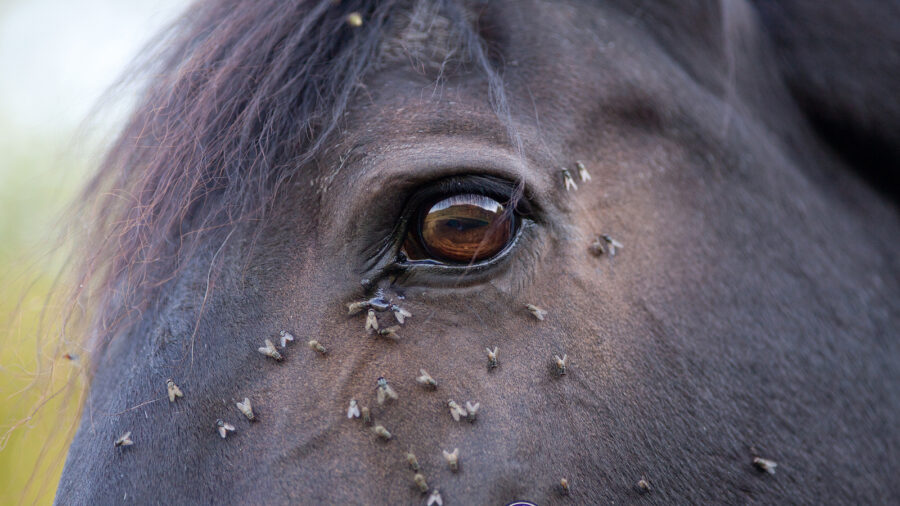 Kinetic Vet flys on eyes