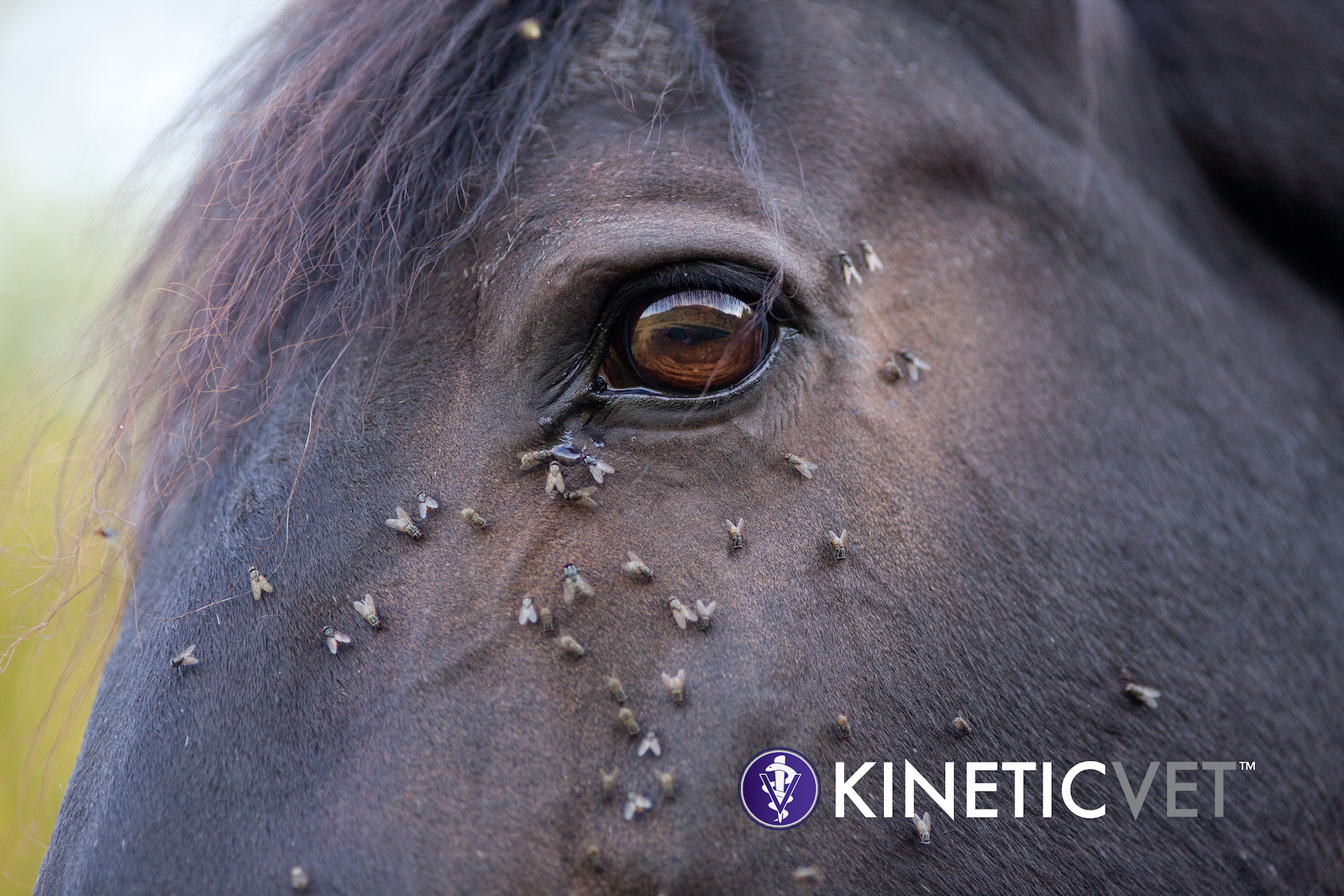 Kinetic Vet flys on eyes