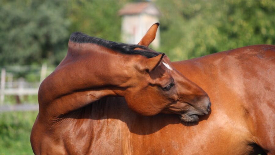 horse itching