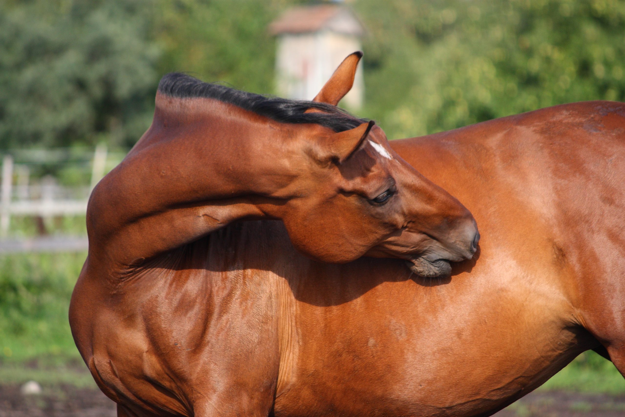 horse itching