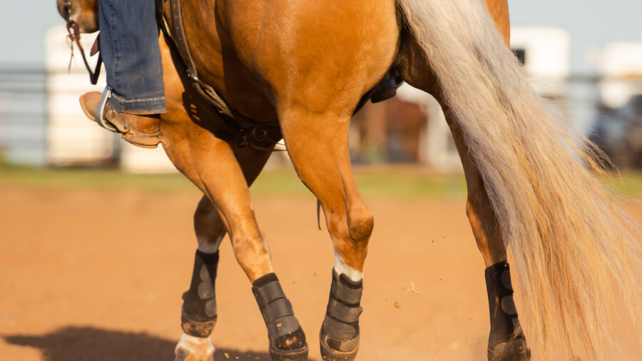 palomino horse foot