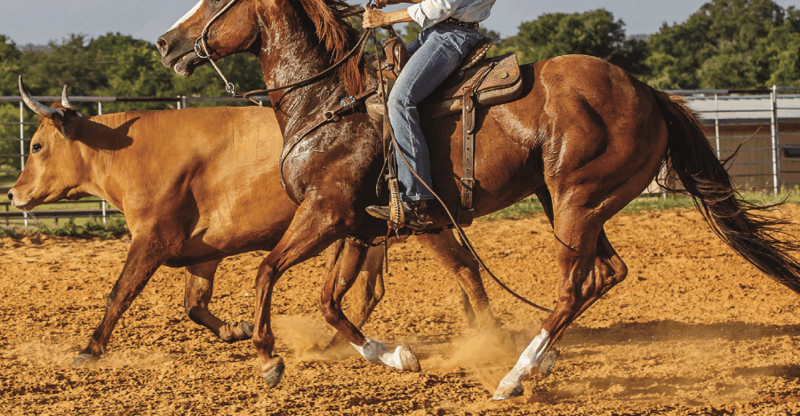 horse tracking a cow