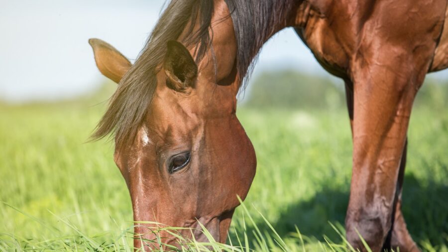 horse grazing on forage