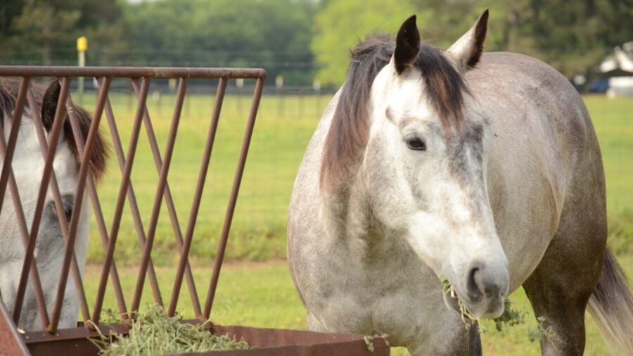 Horse eating hay
