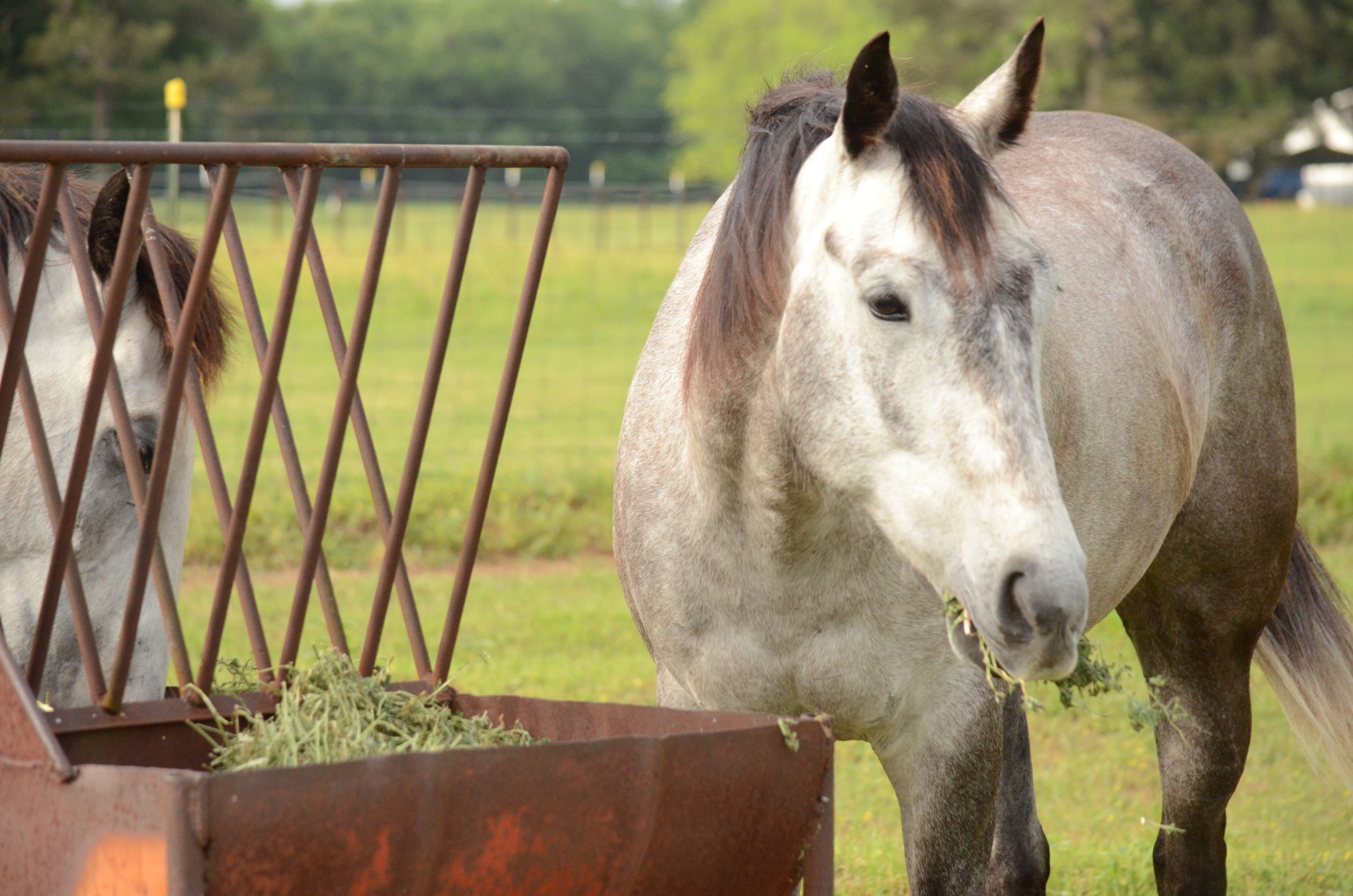 Horse eating hay