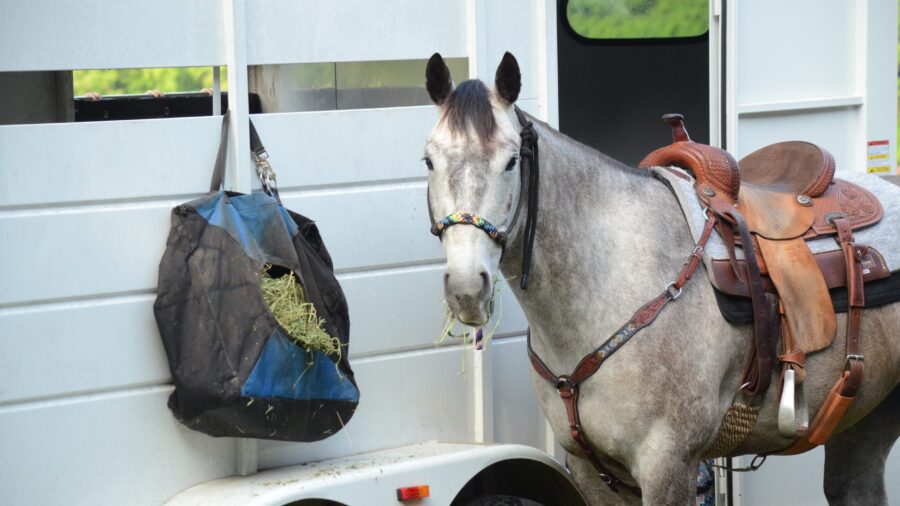 horse eating hay out of a bag at the trailer