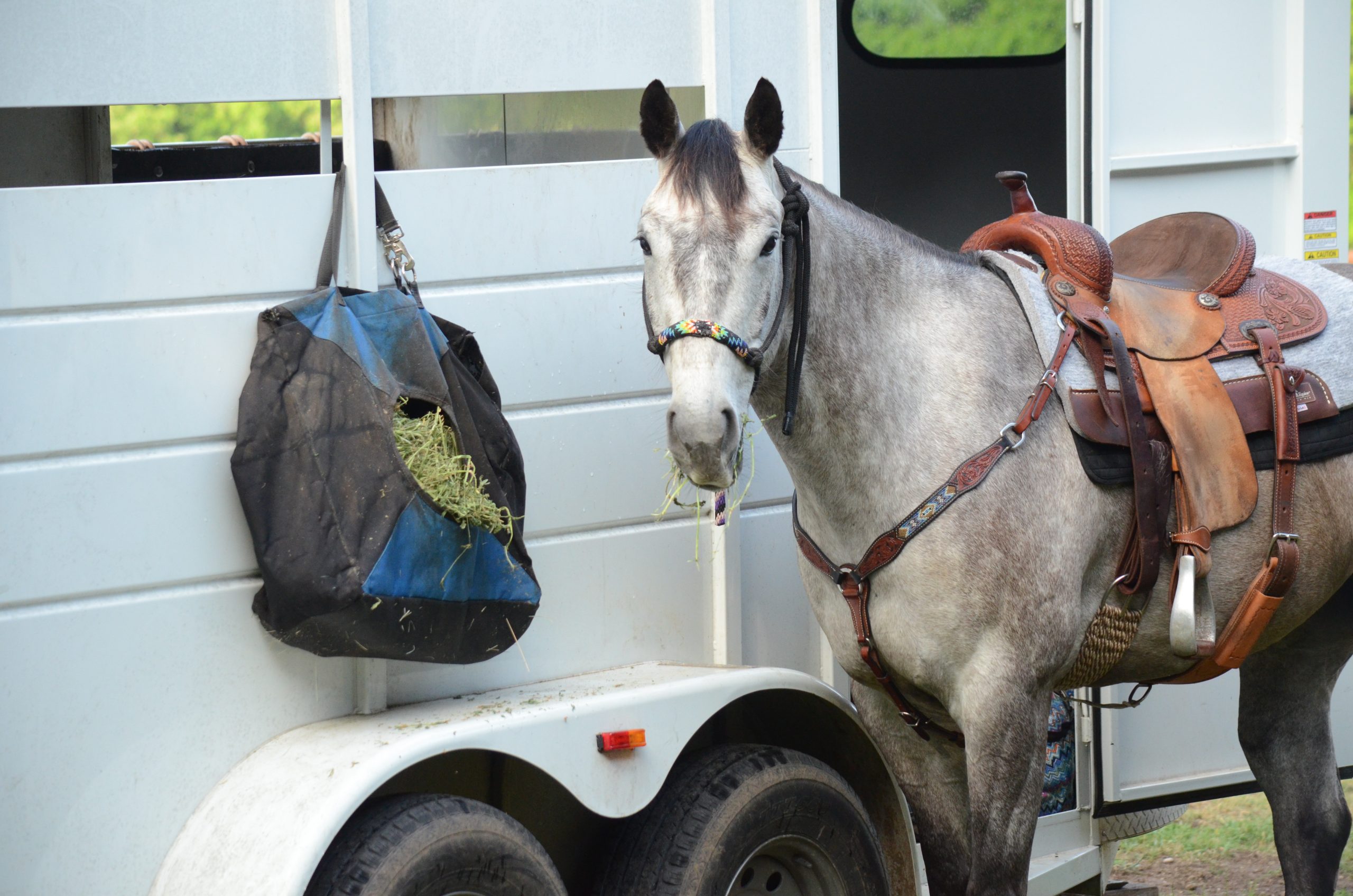 horse eating hay out of a bag at the trailer