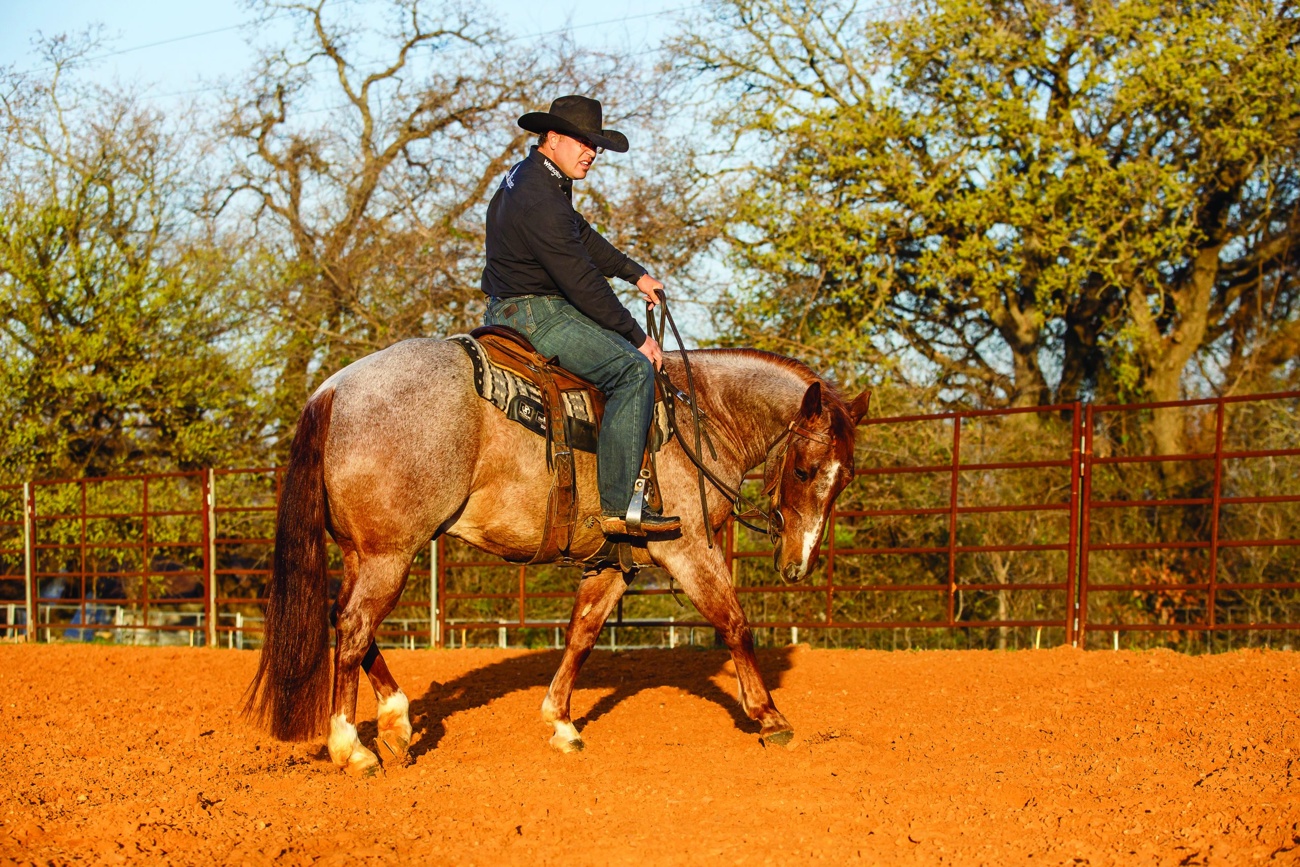 horse and rider walking in a circle