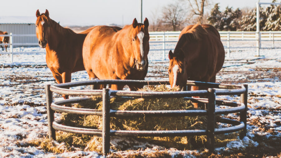 horses feeding in cold weather