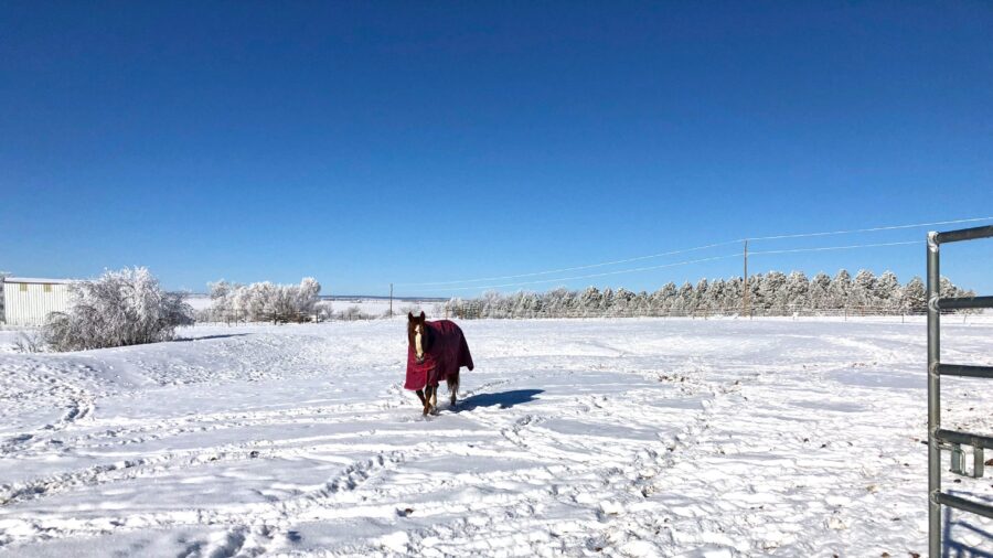 blanketed horse walking through snow
