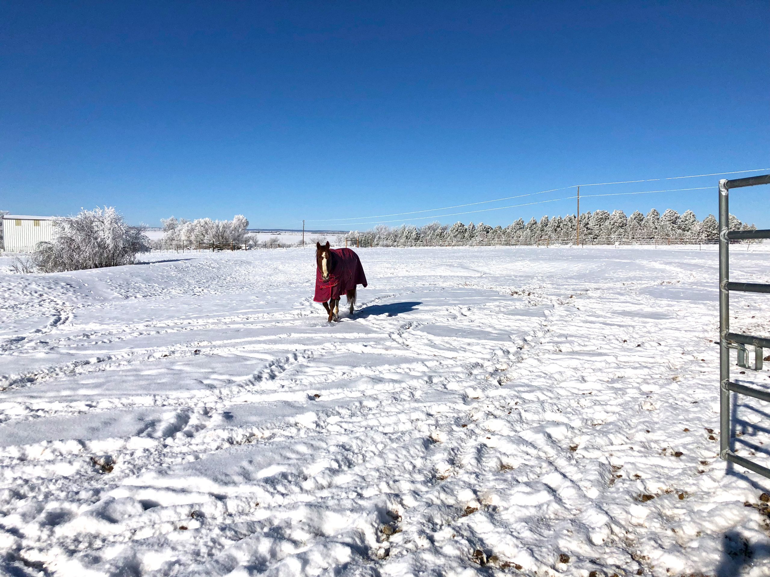 blanketed horse walking through snow