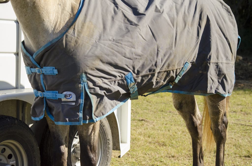 horse with blanket on