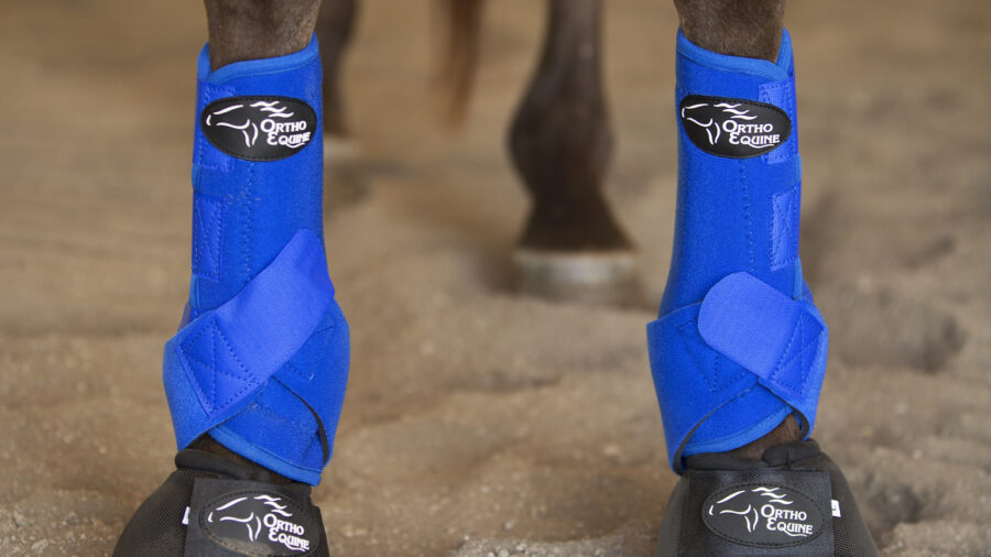 blue Ortho Equine sports medicine boots on a horse