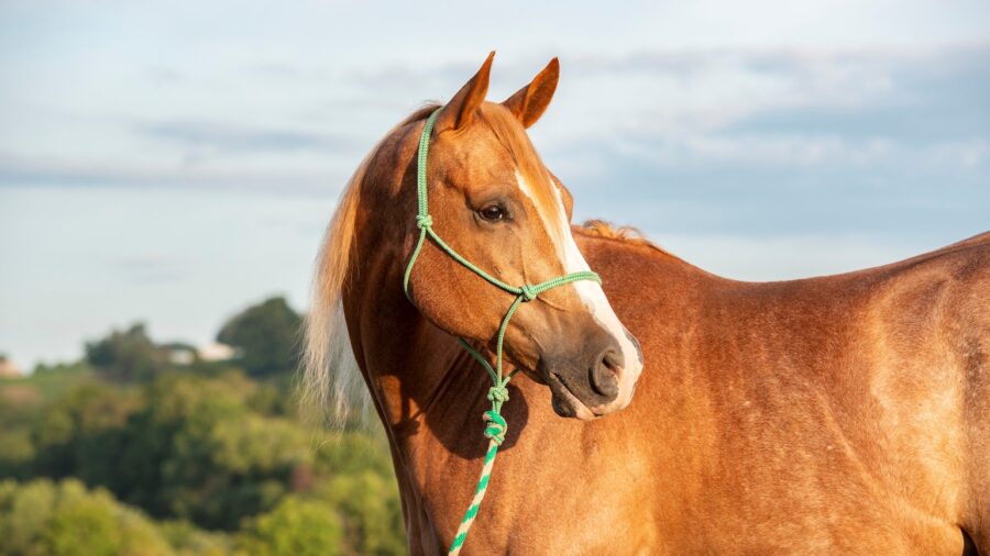 horse with bamboo tack halter
