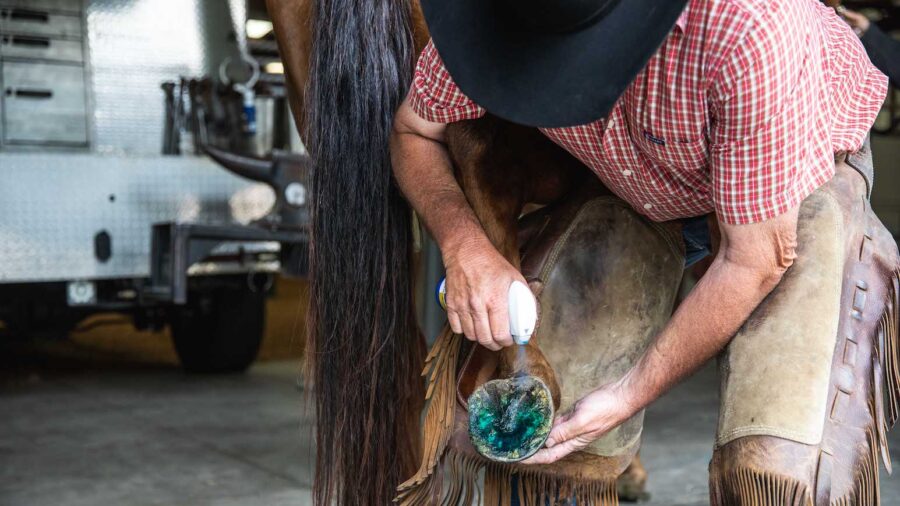 farrier treating horse with thrush