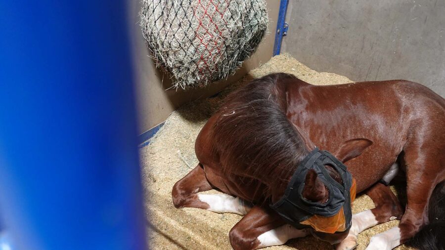 horse laying in stall wearing equine mask