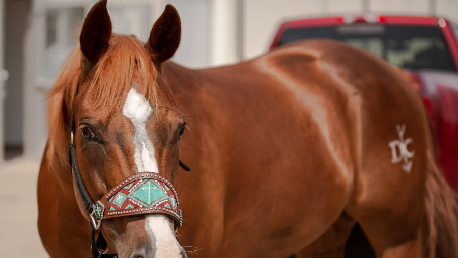 healthy horse representing why choosing a horse feed is so important