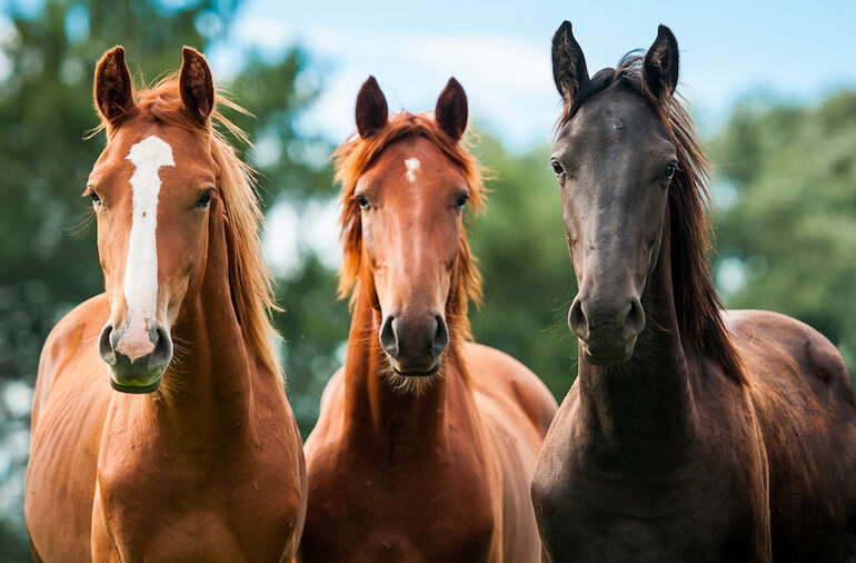 horses with leaky gut syndrome