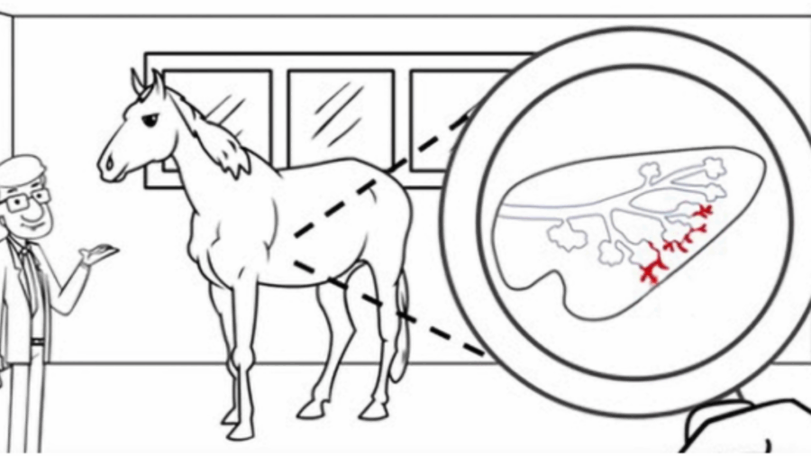 EIPH in horses with vet graphic