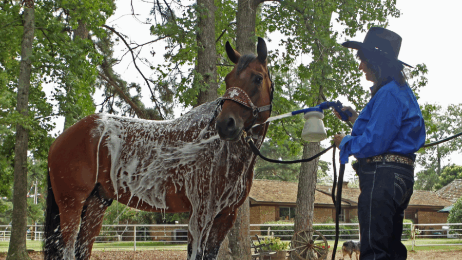 Martha Josey rinsing off horse