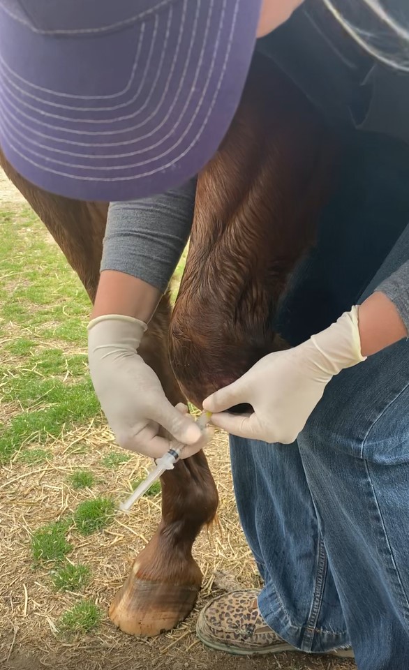 horse receiving joint therapy