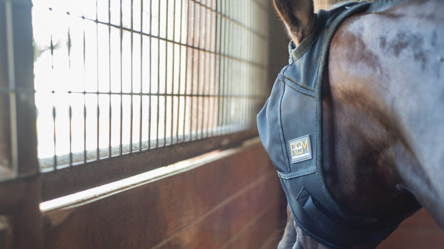 horse wearing REM mask