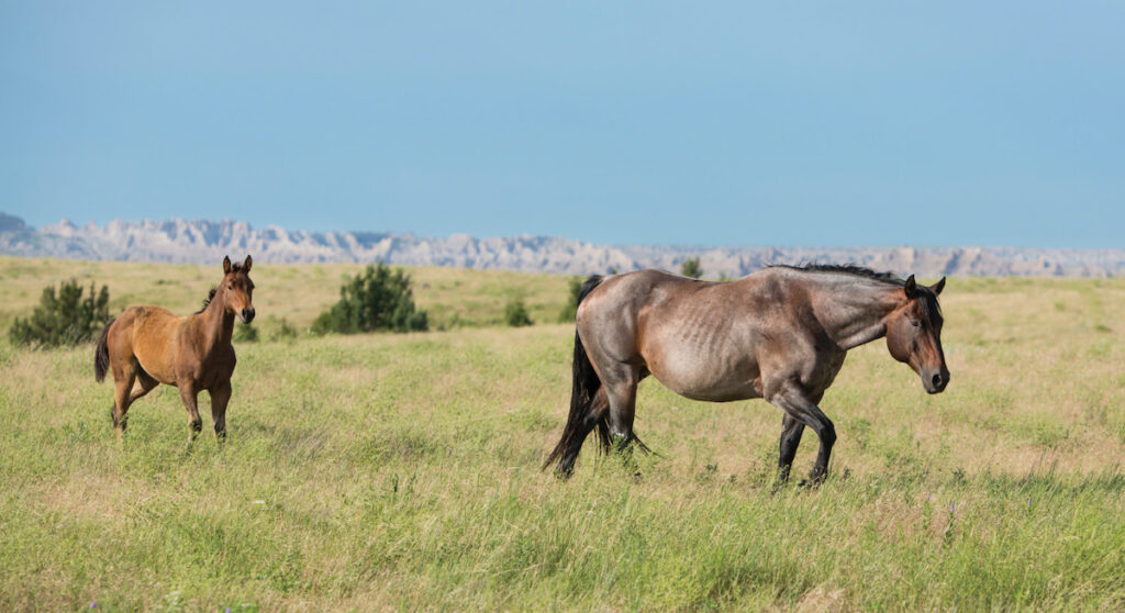 The Sampsons broodmare and foal.