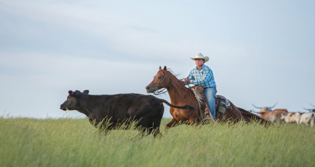 Irish Ivy, a daughter of Irish Pay, working on the ranch.
