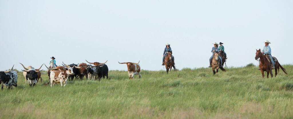For the Sampson family, Irish Pay was the perfect outcross for their race and cow bred mares.