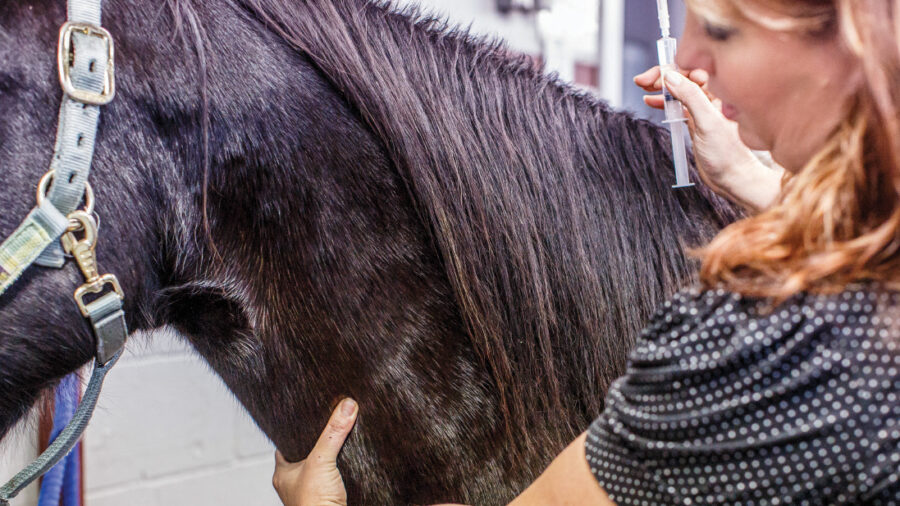 How to give an injection in a horse's neck.