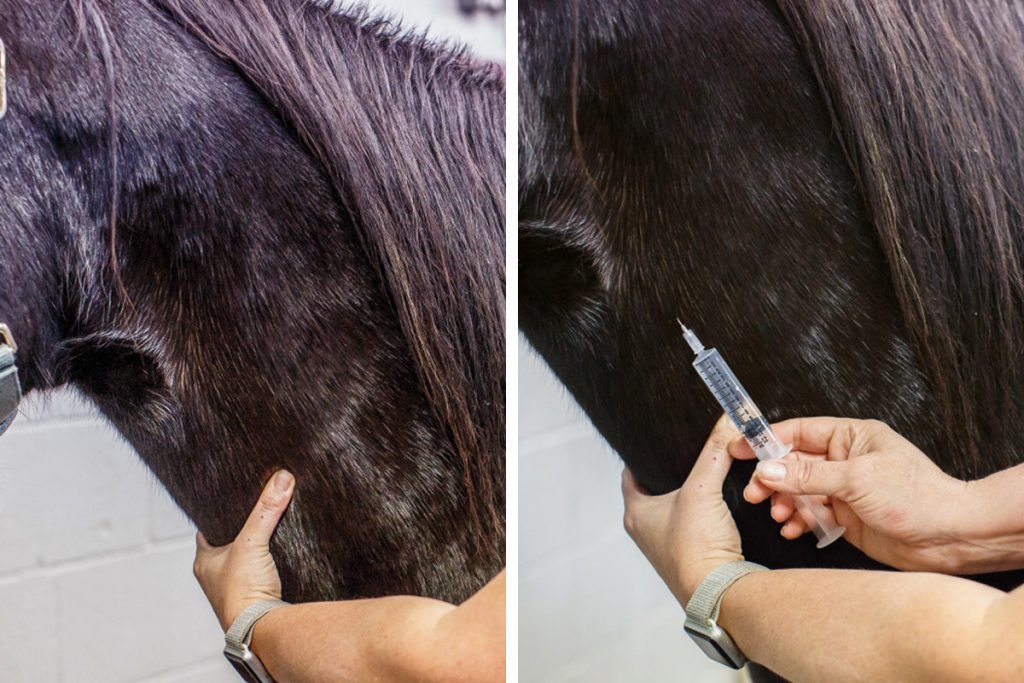 Armentrout shows how to give horses injections intravenously.