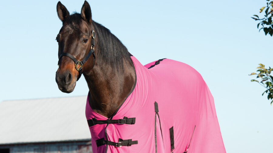 horse wearing a pink equine cooling blanket